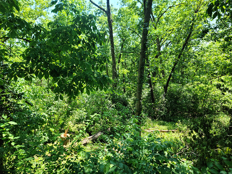 after photo of tree dropping other trees after photo of tree dropping other trees