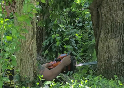 Tony cutting the big tree