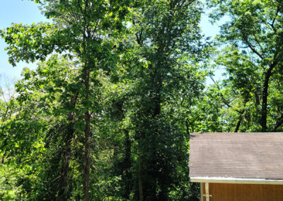 The big tree before Tony cut it down.