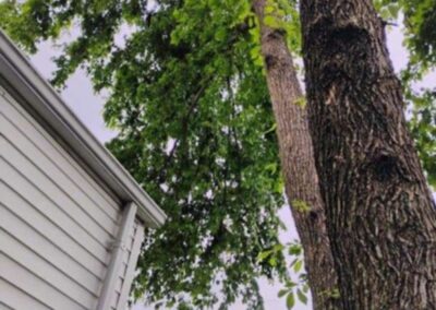 Tree over corner of house