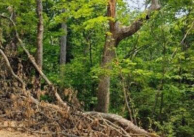 Trees after the storms 2025