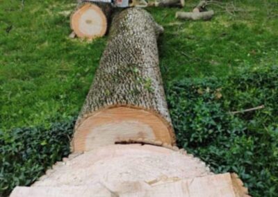 Downed tree Clean Cut