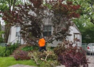 Trees after the storms 2025