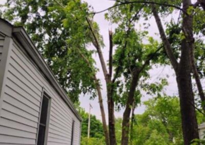 Trees over house