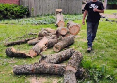 Logs cut up