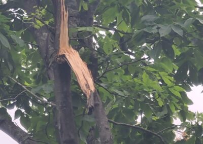 Broken Limb