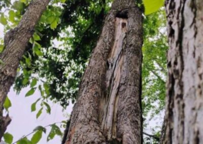 Big Tree