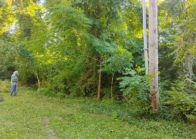 Trees To Cut