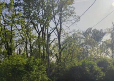Trees to cut